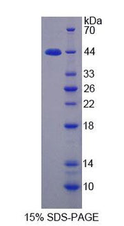 Figure 1. SDS-PAGE
