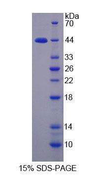 Figure 1. SDS-PAGE