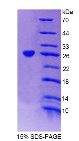 Figure 1. SDS-PAGE