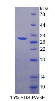 Figure 1. SDS-PAGE