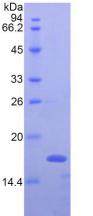 Figure 3. SDS-PAGE