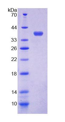 Figure 1. SDS-PAGE