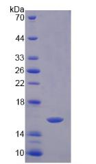 Figure 2. SDS-PAGE