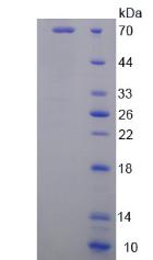 Figure 2. SDS-PAGE
