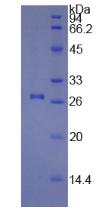 Figure 3. SDS-PAGE