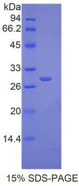 Figure 1. SDS-PAGE