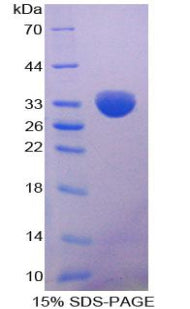 Figure 1. SDS-PAGE