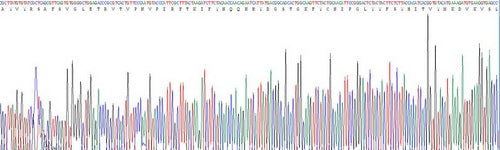 Recombinant Mouse Adiponectin (ADPN)