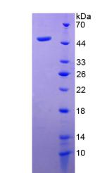 Figure 3. SDS-PAGE