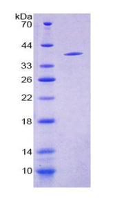 Figure 1. SDS-PAGE