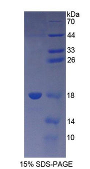 Figure 1. SDS-PAGE