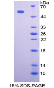 Figure 1. SDS-PAGE