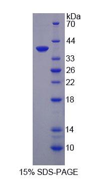 Figure 1. SDS-PAGE
