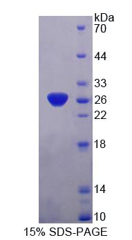 Figure 1. SDS-PAGE