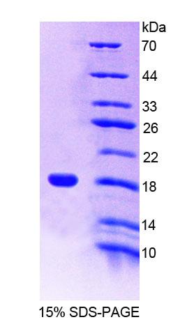 Figure 1. SDS-PAGE