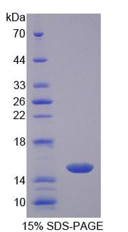 Figure 1. SDS-PAGE