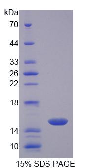 Figure 1. SDS-PAGE