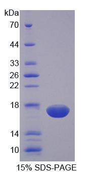 Figure 1. SDS-PAGE