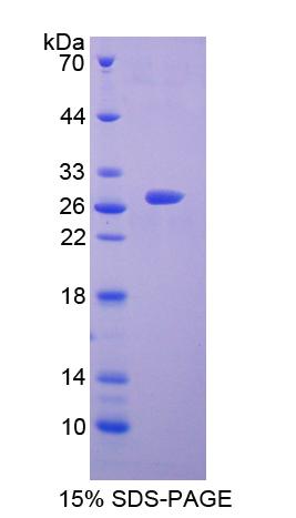 Figure 1. SDS-PAGE