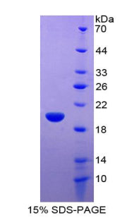 Figure 1. SDS-PAGE