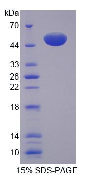 Figure 1. SDS-PAGE