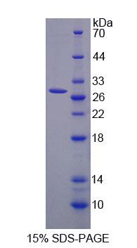 Figure 1. SDS-PAGE