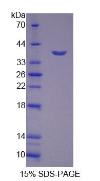Figure 1. SDS-PAGE