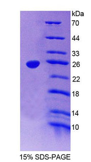 Figure 1. SDS-PAGE