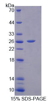Figure 1. SDS-PAGE