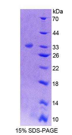 Figure 1. SDS-PAGE
