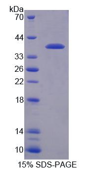 Figure 1. SDS-PAGE