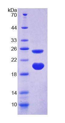 Figure 1. SDS-PAGE