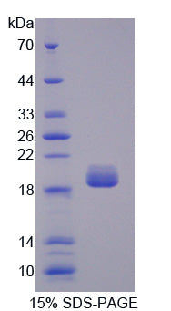 Figure 1. SDS-PAGE