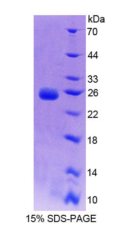 Figure 1. SDS-PAGE