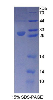 Figure 1. SDS-PAGE