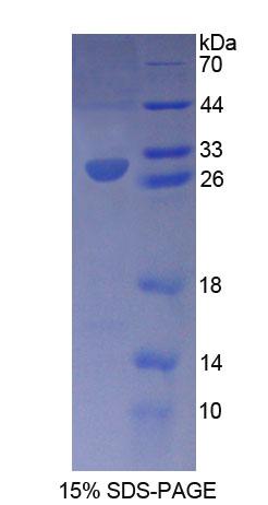 Figure 1. SDS-PAGE