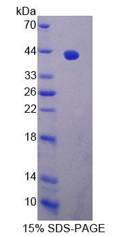Figure 1. SDS-PAGE