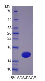 Figure 1. SDS-PAGE