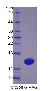 Figure 1. SDS-PAGE