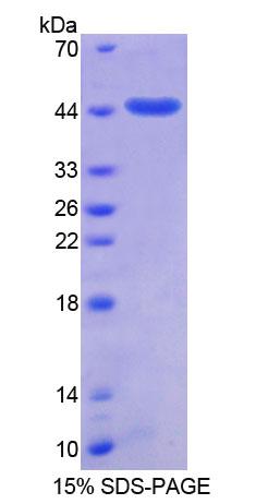 Figure 1. SDS-PAGE