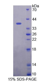 Figure 1. SDS-PAGE