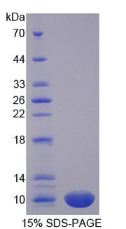Figure 1. SDS-PAGE