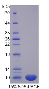 Figure 1. SDS-PAGE