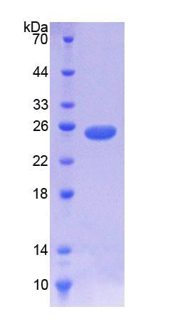 Figure 1. SDS-PAGE