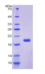 Figure 1. SDS-PAGE