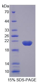 Figure 1. SDS-PAGE