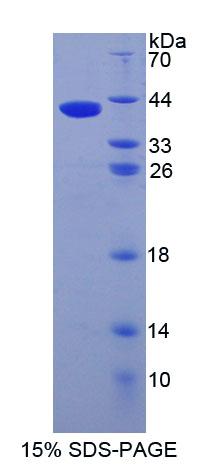 Figure 1. SDS-PAGE