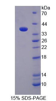 Figure 1. SDS-PAGE