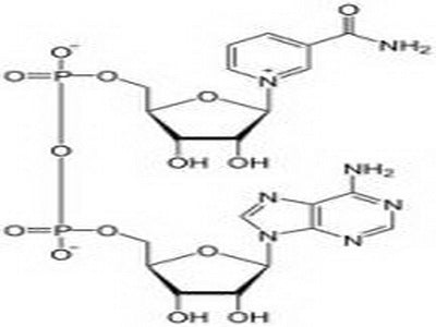 OVA Conjugated Nicotinamide Adenine Dinucleotide (NAD)