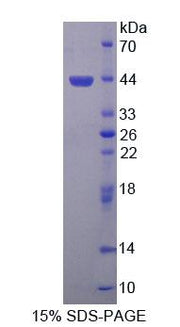 Figure 1. SDS-PAGE
